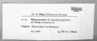 Melanustilospora ari image